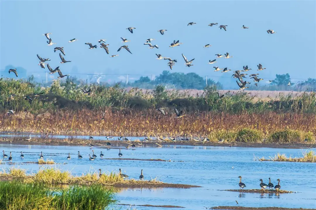 【媒體視窗】荊州近千家企業(yè)立下軍令狀：決不讓一滴工業(yè)廢水直排洪湖
